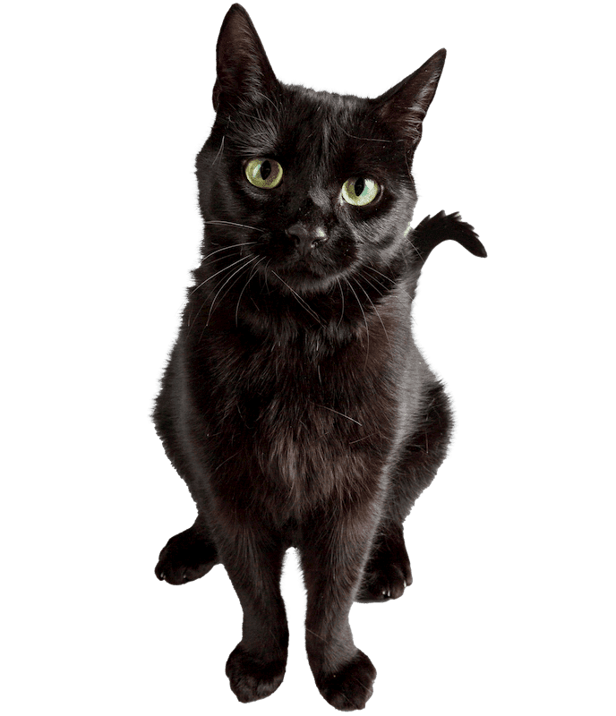 picture of a cat